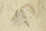Ten Cretaceous Fossil Shrimp - Hjoula, Lebanon #200689-4